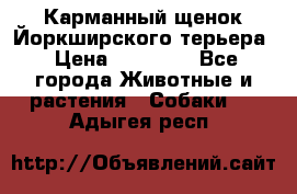 Карманный щенок Йоркширского терьера › Цена ­ 30 000 - Все города Животные и растения » Собаки   . Адыгея респ.